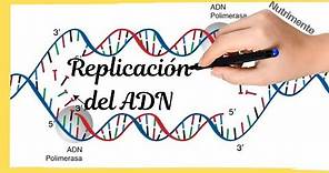 La Replicación del ADN