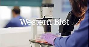 Western blot protocol video