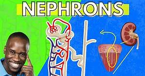 The Structure and Function of the Nephron - Made Easy - Kidney Function