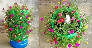 How To Grow Moss Rose with many flowers | Grow Moss Rose from Cuttings in Plastic Bottles