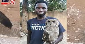 Incroyable ! il vit avec un hibou pendant un an , et fait une grande découverte