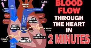 Blood Flow through the Heart in 2 MINUTES