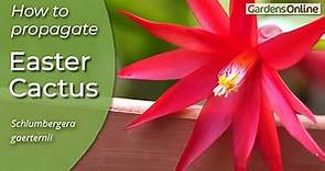 Easter Cactus - How to Propagate