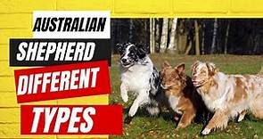 Australian Shepherd Difference types