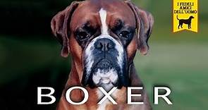 BOXER trailer documentario (razza canina)