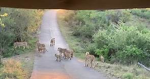Wonderful morning sighting. Clip... - Muweti Bush Lodge