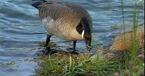 Canada Geese - National Park Animals for Kids
