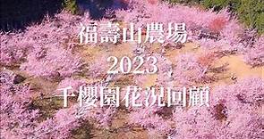 福壽山農場/2023/千櫻園花況回顧