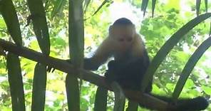 The Lives of Capuchin Monkeys