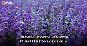 The Purple Revolution of Kashmir | It Happens Only in India | National Geographic