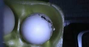 Sultan Chick Hatching Out Of Egg