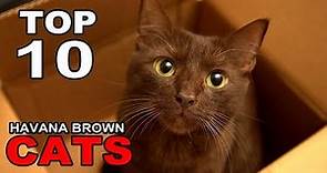 TOP 10 HAVANA BROWN CATS BREEDS
