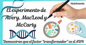El experimento de Avery, MacLeod y McCarty [Demuestran que el factor transformador es el ADN]