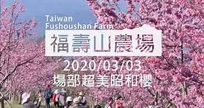 2020/03/03福壽山農場場部的櫻花林