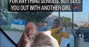 Cat Driving Meme | When Friends With Benefits Goes Wrong