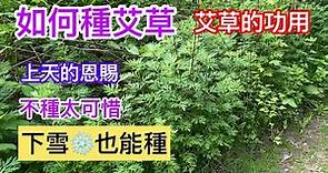 148【如何種艾草】【艾草的功用】上天的恩賜 不種太可惜【驅蚊避邪】 How to grow Artemisia argyi