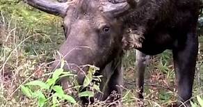 3 Moose Facts - Moose: The Giant of the Deer Family