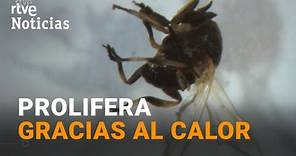 MOSCA NEGRA: Alerta en ESPAÑA por la EXPANSIÓN del INSECTO y su PICADURA | RTVE Noticias