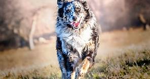 The Remarkable Journey of Australian Shepherds From Farm Dogs to Beloved Companions