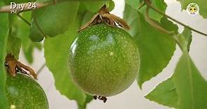 Passion Fruit in pot - from Flower to Fruit