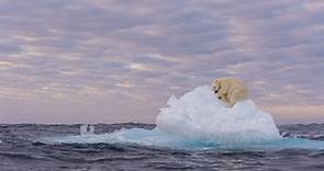 Incredible pic of polar bear on iceberg wins award & highlights climate change