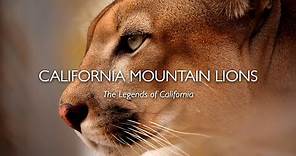 California Mountain Lions: The Legends of California