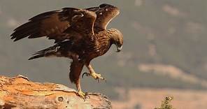 Vida y costumbres del águila real (Aquila chrysaetos)