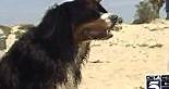 Owner of Bernese mountain dog speaks of incredible rescue