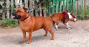 Английские стаффордширские бультерьеры Буч и Пеппи. English Staffordshire Bull Terriers.