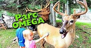 Parc Oméga - Wildlife Park Of Quebec's Animals - Omega Park / Parc Omega / A Day In The Life