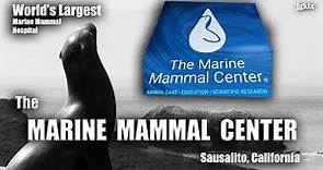 World's Largest Marine Mammal Center Hospital