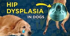 Hip Dysplasia in Dogs - VetVid Dog Care Video