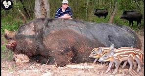 How Farmers Deal With Giant Wild Boars Attacking Farms And Crops