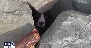 Jogger spots dog trapped under rocks at SF's Ocean Beach