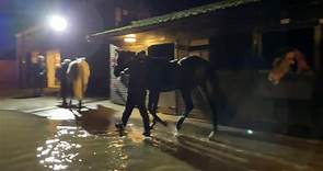 Paul Nicholls' racehorses rescued from flooded yard