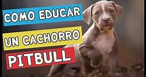 👉 Como educar a un cachorro Pitbull 7 TRUCOS Que NO Conocías