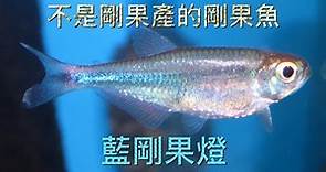 剛果魚系列-藍剛果燈魚(Boehlkea fredcochui/Cochu's blue tetra)