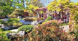 Walking tour of the Japanese Friendship Garden at Balboa Park in Downtown San Diego