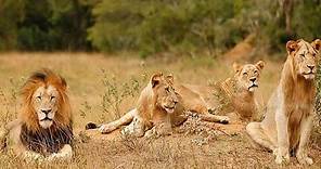 áfrica salvaje EL REY DE LA MANADA Documental DE LEONES HAMBRIENTOS