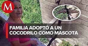 Él es "Coco", el cocodrilo domesticado por familia en Ciudad Madero