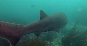 Shark Hits Diver | La Jolla Cove | San Diego | California