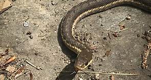 Why garter snakes and other garden snakes are a good sign