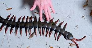 WORLD'S LARGEST CENTIPEDE!