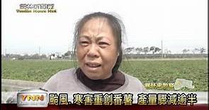 雲林新聞網-颱風.寒害重創番薯 產量驟減逾半