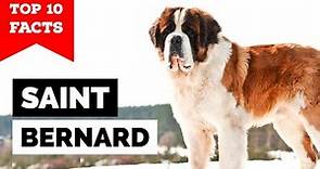 Saint Bernard - Top 10 Facts