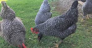 4 Month Update - Barred Plymouth Rock Chickens