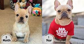French Bulldog puppy growing up time lapse - 3 Months to 1 Year