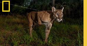 Behind the Scenes: Documenting the Elusive Florida Panther | National Geographic