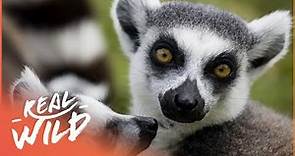 The Lemurs Of Madagascar (Wildlife Documentary) | Going Wild | Real Wild