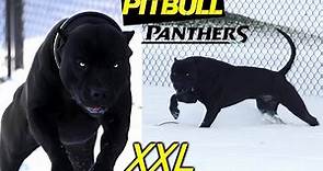PANTHER? PUMA? No, It's PITBULL XXL 🖤 The Most Beautiful BLACK PITBULLS 💥 SPECIAL LINES
